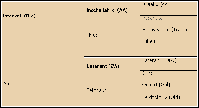 Gestuet Homberger - Imparo